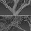 Set of Melia Azedarach or Chinaberry Tree  - 2 Trees model