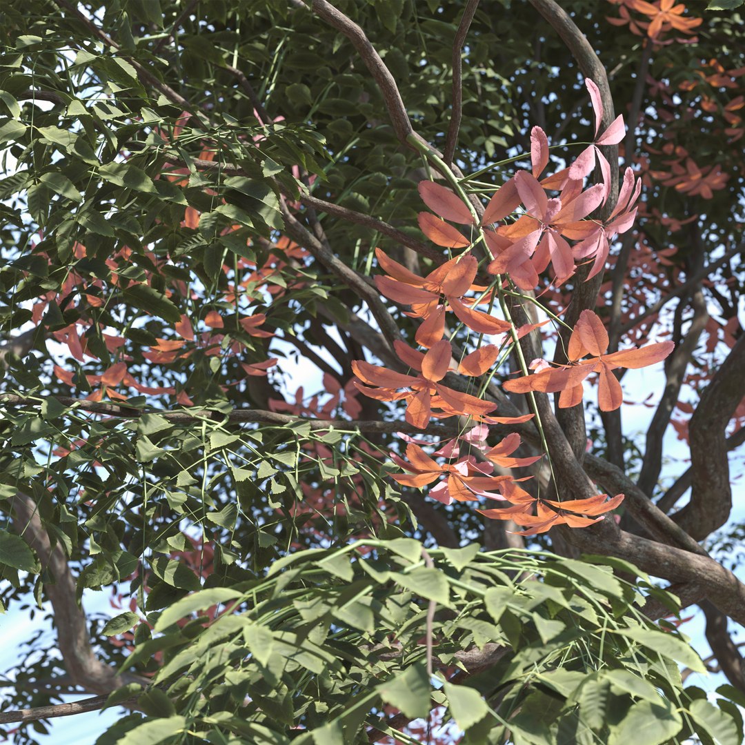 Set Of Melia Azedarach Or Chinaberry Tree - 2 Trees Model - TurboSquid ...