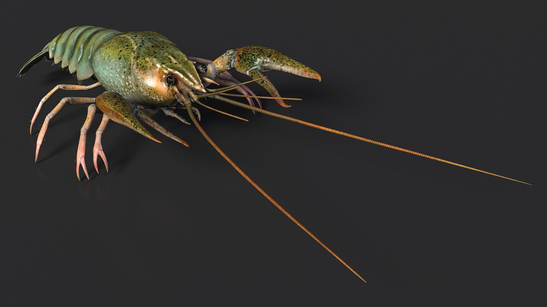 Crayfish Grey 3D Model - TurboSquid 2163481