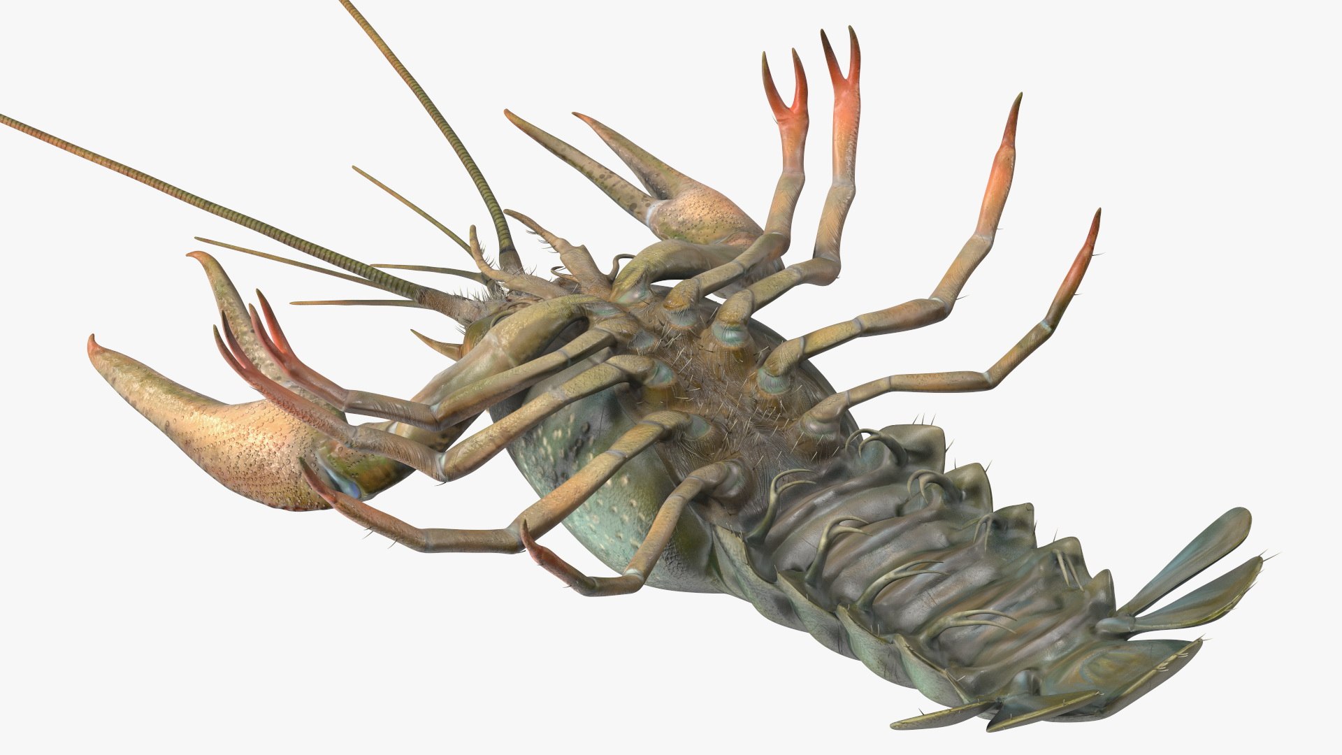 Crayfish Grey 3D Model - TurboSquid 2163481