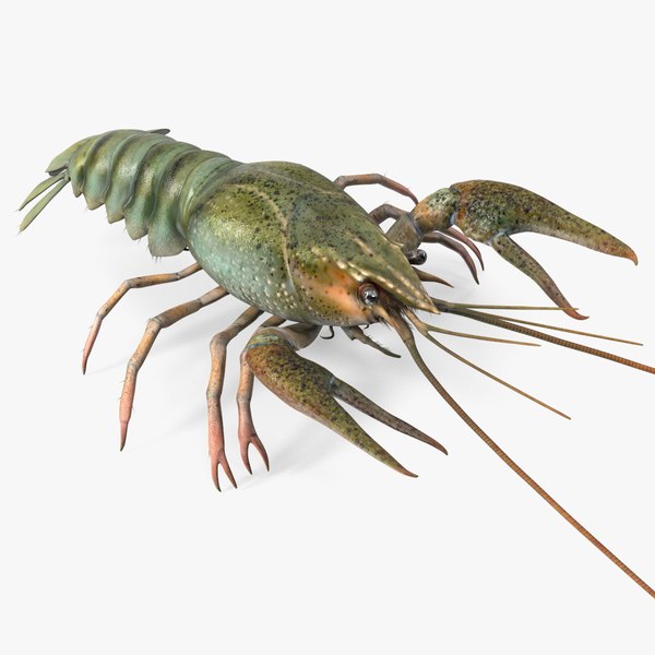 Crayfish Grey 3D model