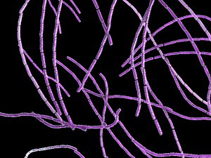 bacterium anthrax 3d model