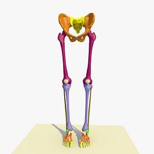 3ds colour legs feet male anatomy