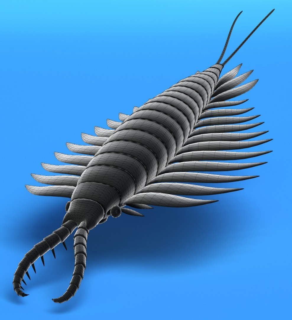 3d Anomalocaris Model