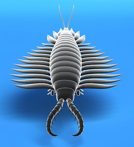 3d anomalocaris model