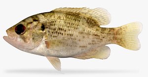 Rock Bass
