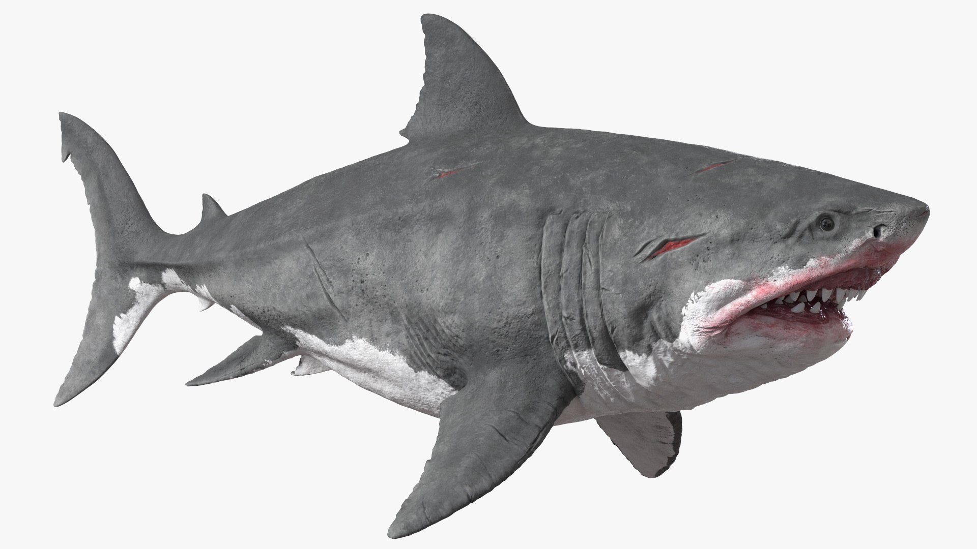 Megalodon Swimming Pose 3D model preview
