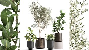 Houseplants in a rust flowerpot for the interior 982