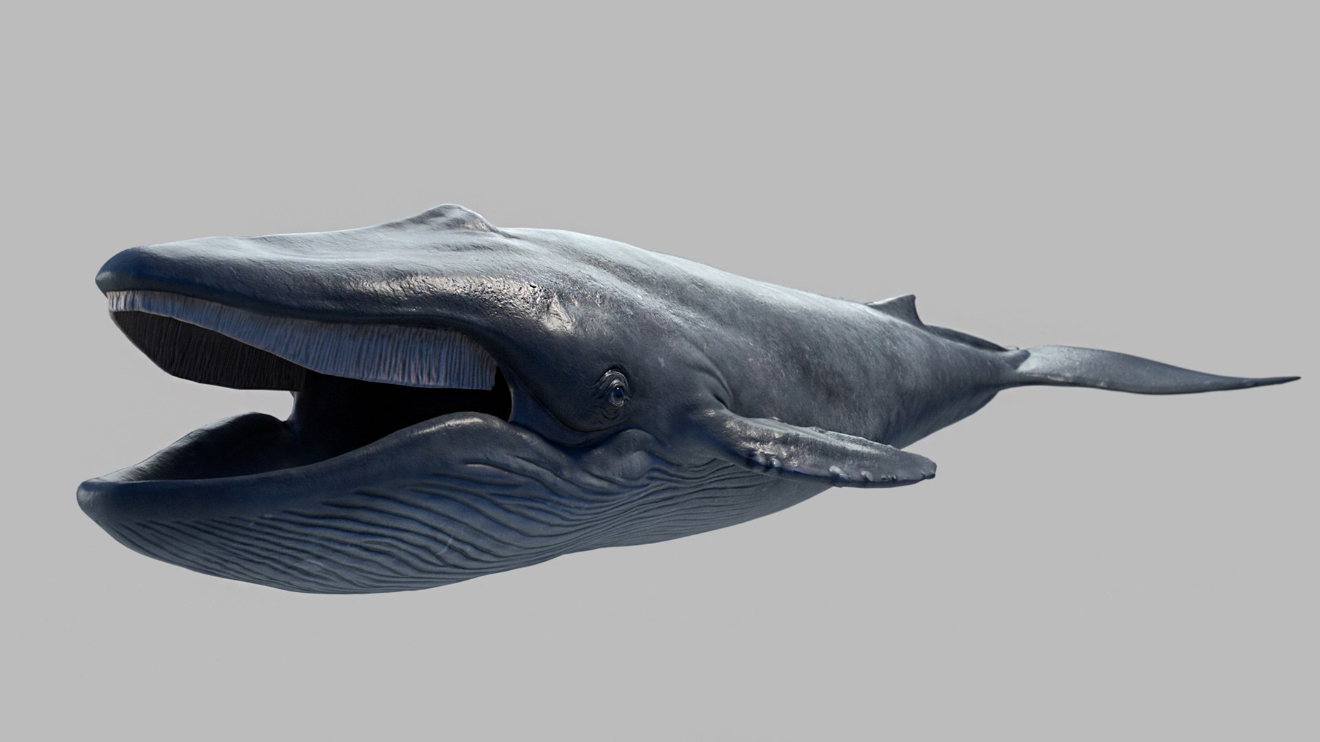 Blue Whale 3D Model - TurboSquid 1809486