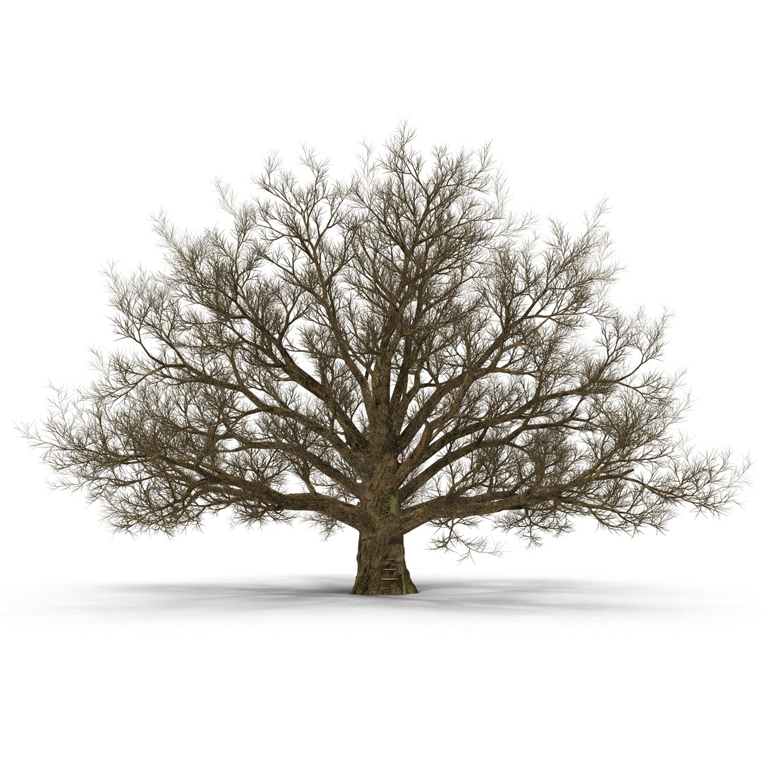 Old White Oak Winter 3D model preview