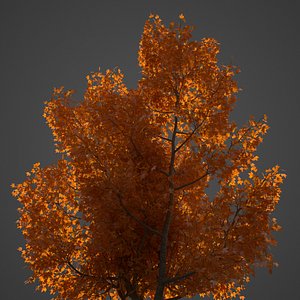 2021 PBR American Planetree Collection - Platanus Occidentalis