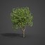 3D tree nature