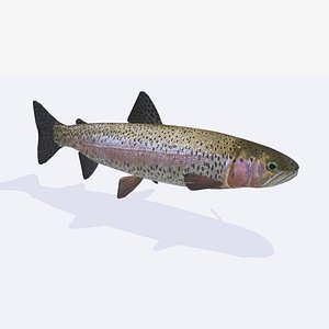 realistic trout fish model