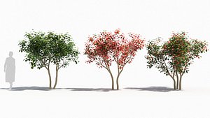3D Crataegus tree