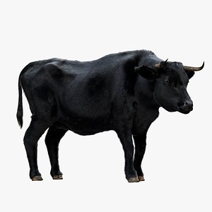 3D Bull Cow Rigged 3D