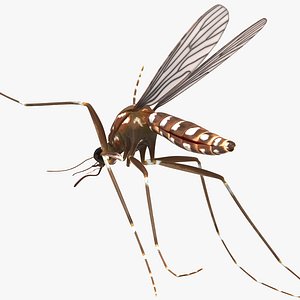 mosquito rigged 3D model