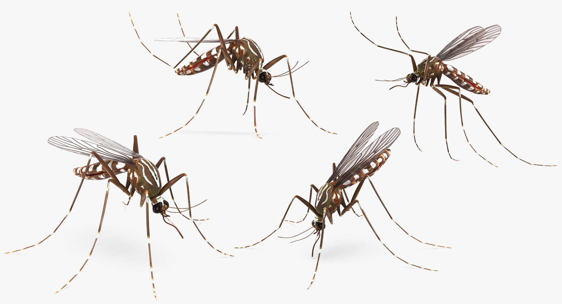 3D Flying Insects Rigged Collection 5 for Cinema 4D model https://p.turbosquid.com/ts-thumb/Fj/4M9QfX/d7mRQhpe/mosquitorigged3dmodel002/jpg/1648868716/1920x1080/fit_q87/58dd9f0c58806843d222e2967d5a2e3b2a762303/mosquitorigged3dmodel002.jpg