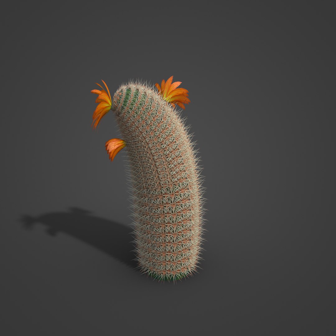 2021 PBR Rainbow Cactus Collection - Echinocereus Dasyacanthus 3D model https://p.turbosquid.com/ts-thumb/Fj/6qIbrv/iL/sw08_all_rbt_v01_1005/jpg/1638916102/1920x1080/fit_q87/443d8e44d30e57e3a5753f04f3bac72c2115a0fb/sw08_all_rbt_v01_1005.jpg