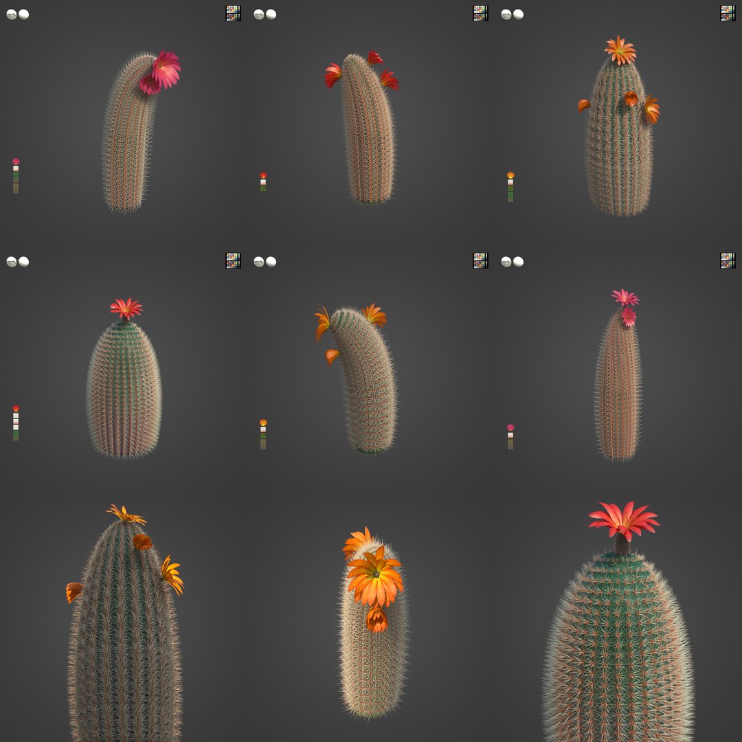 2021 PBR Rainbow Cactus Collection - Echinocereus Dasyacanthus 3D model https://p.turbosquid.com/ts-thumb/Fj/6qIbrv/ko/sw08_all_grid3x3_v04/jpg/1638916104/1920x1080/fit_q87/3f53bbfd5d80cc98dc9a93357391fa20b44675a4/sw08_all_grid3x3_v04.jpg