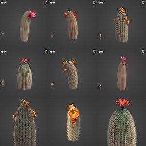 2021 PBR Rainbow Cactus Collection - Echinocereus Dasyacanthus 3D model
