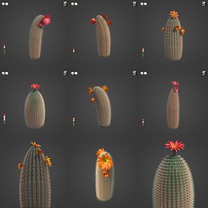 2021 PBR Rainbow Cactus Collection - Echinocereus Dasyacanthus