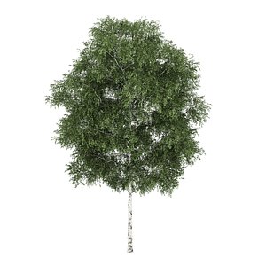 silver birch betula 3d model