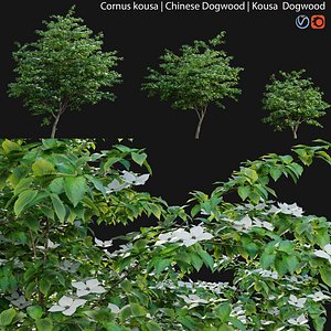 Cornus kousa -Chinese Dogwood - Kousa Dogwood model