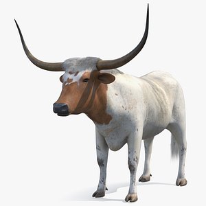 3D Texas Longhorn White Color