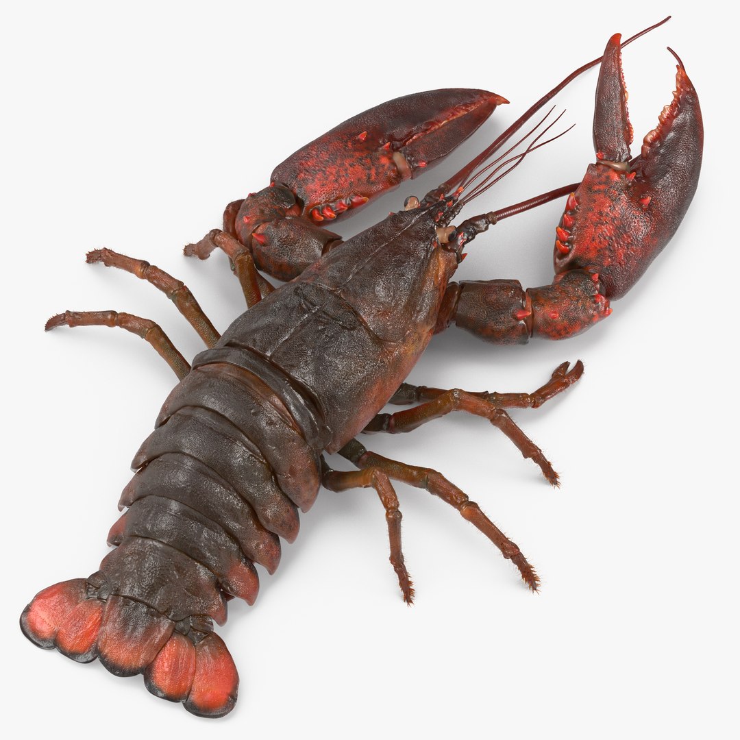 Lobster Pose 3 with Fur 3D model preview