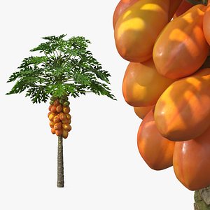 Exotic Papaya Tree with Ripe Fruit Bunch Orange Green