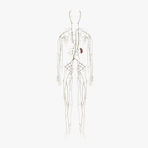 Lymphatic System