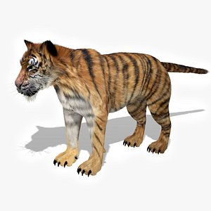 Tiger 3D Model Rigged and Animated