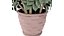 Plant in pot 004