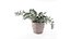 Plant in pot 004
