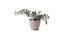 Plant in pot 004