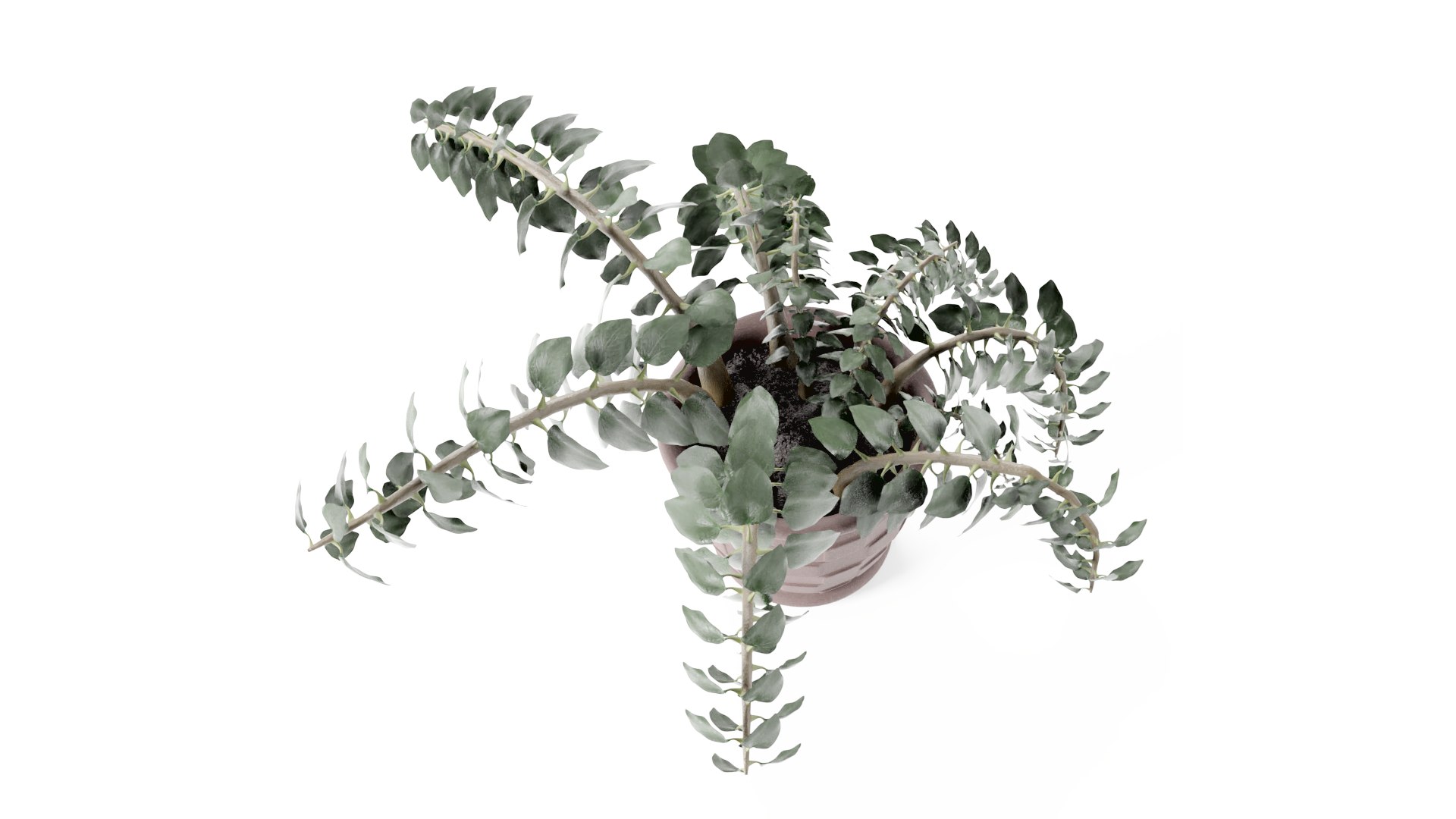plant pot 3D model https://p.turbosquid.com/ts-thumb/Fj/htB5Mg/nU/plant4thumb005/png/1616006354/1920x1080/fit_q87/d3b30d1eb4c1b353c760fb6377f55ff816e169fb/plant4thumb005.jpg