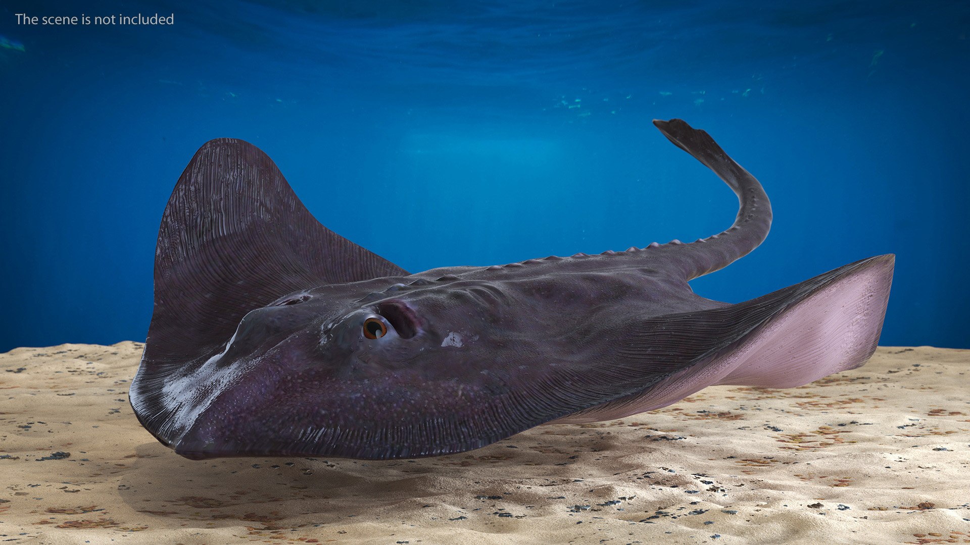 Gray Bathyraja Lindbergi Looking for Food 3D model https://p.turbosquid.com/ts-thumb/Fj/ieWNXu/6a/graybathyrajalindbergilookingforfoodvray3dmodel002/jpg/1723840419/1920x1080/fit_q87/90b72eccbc538bc6994a66d4e350b45d5c47434e/graybathyrajalindbergilookingforfoodvray3dmodel002.jpg
