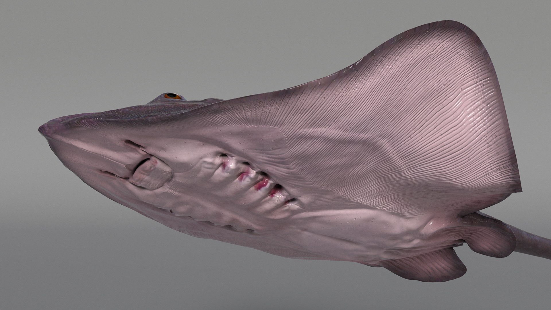 Gray Bathyraja Lindbergi Looking for Food 3D model https://p.turbosquid.com/ts-thumb/Fj/ieWNXu/93/graybathyrajalindbergilookingforfoodvray3dmodel007/jpg/1723840439/1920x1080/fit_q87/1f956a646eed8663924ef1b07f45c79fe3199fa4/graybathyrajalindbergilookingforfoodvray3dmodel007.jpg