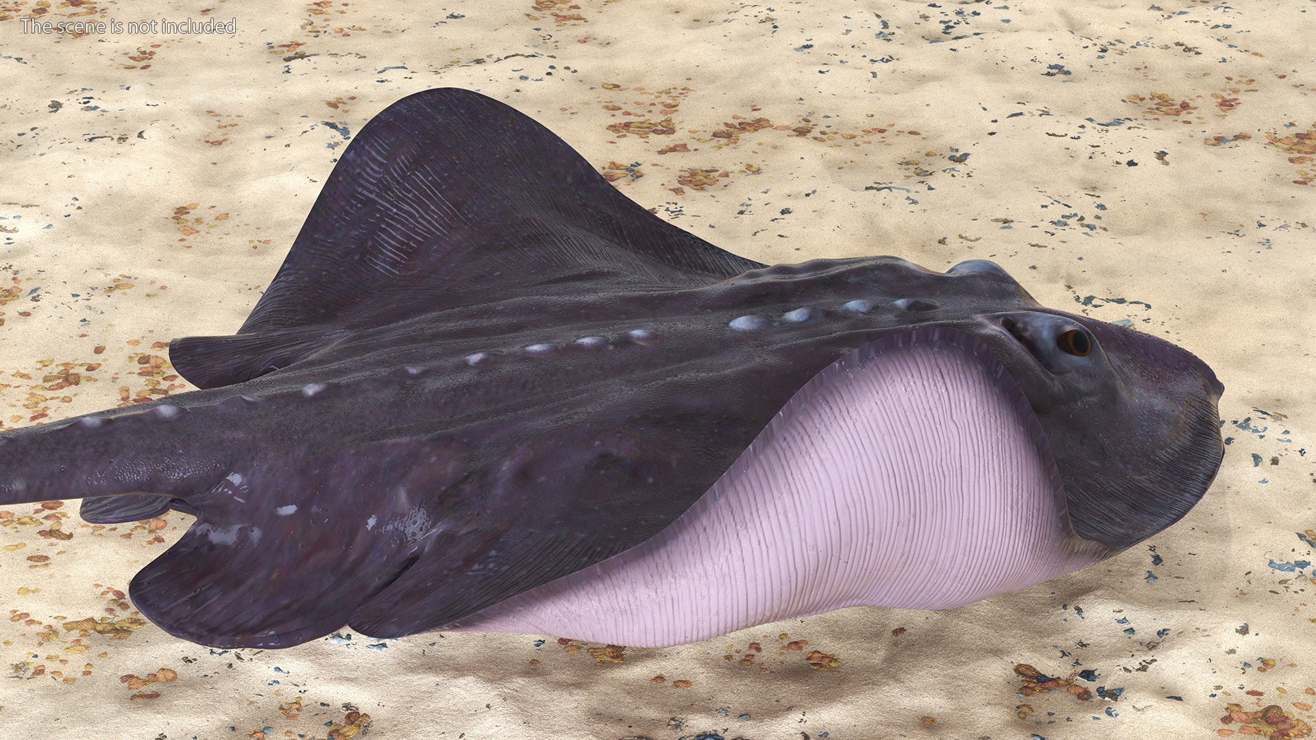 Gray Bathyraja Lindbergi Looking for Food 3D model https://p.turbosquid.com/ts-thumb/Fj/ieWNXu/98/graybathyrajalindbergilookingforfoodvray3dmodel004/jpg/1723840427/1920x1080/fit_q87/8f71d69005e184747b02e3d89eb7fe38cab5df6d/graybathyrajalindbergilookingforfoodvray3dmodel004.jpg