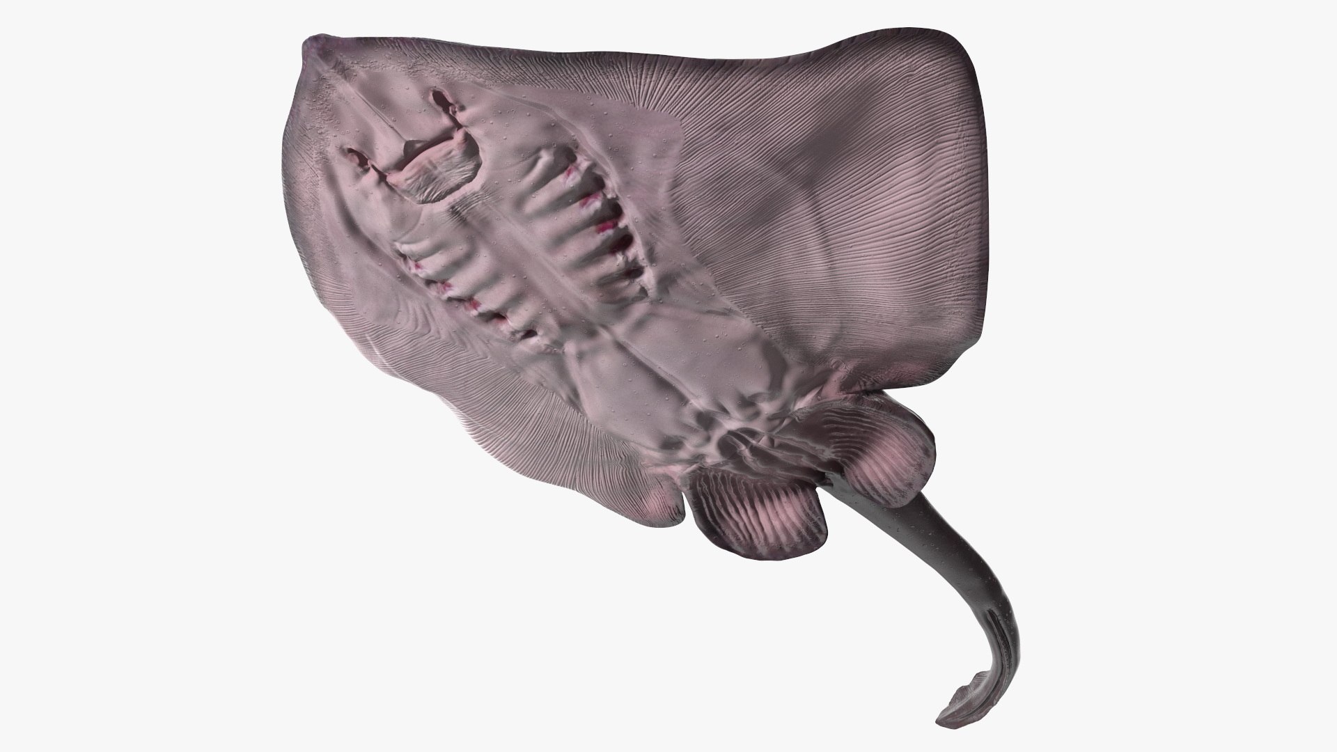 Gray Bathyraja Lindbergi Looking for Food 3D model preview