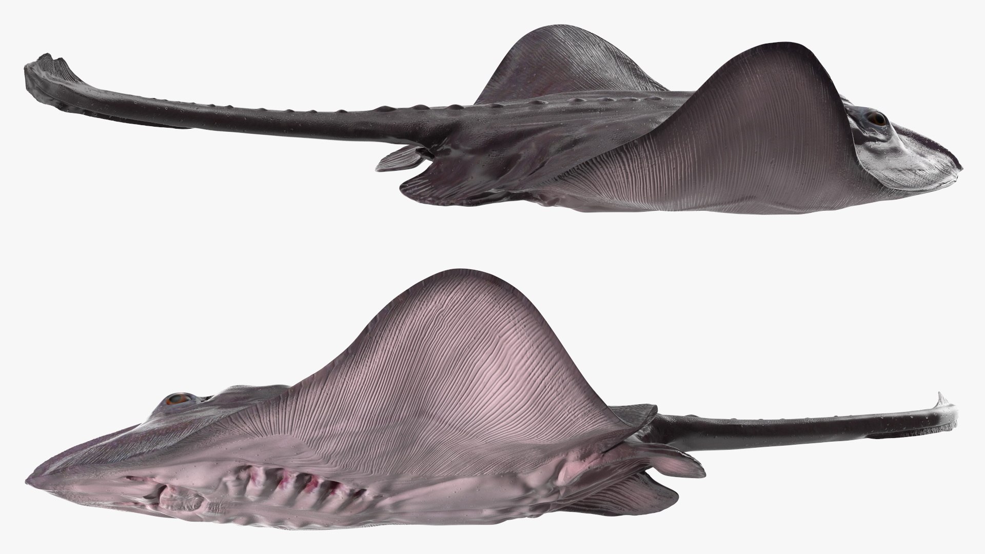 Gray Bathyraja Lindbergi Looking for Food 3D model https://p.turbosquid.com/ts-thumb/Fj/ieWNXu/Sv/graybathyrajalindbergilookingforfoodvray3dmodel008/jpg/1723840443/1920x1080/fit_q87/533746f5ef69c4006ffe46a9de154f0ab74040d6/graybathyrajalindbergilookingforfoodvray3dmodel008.jpg