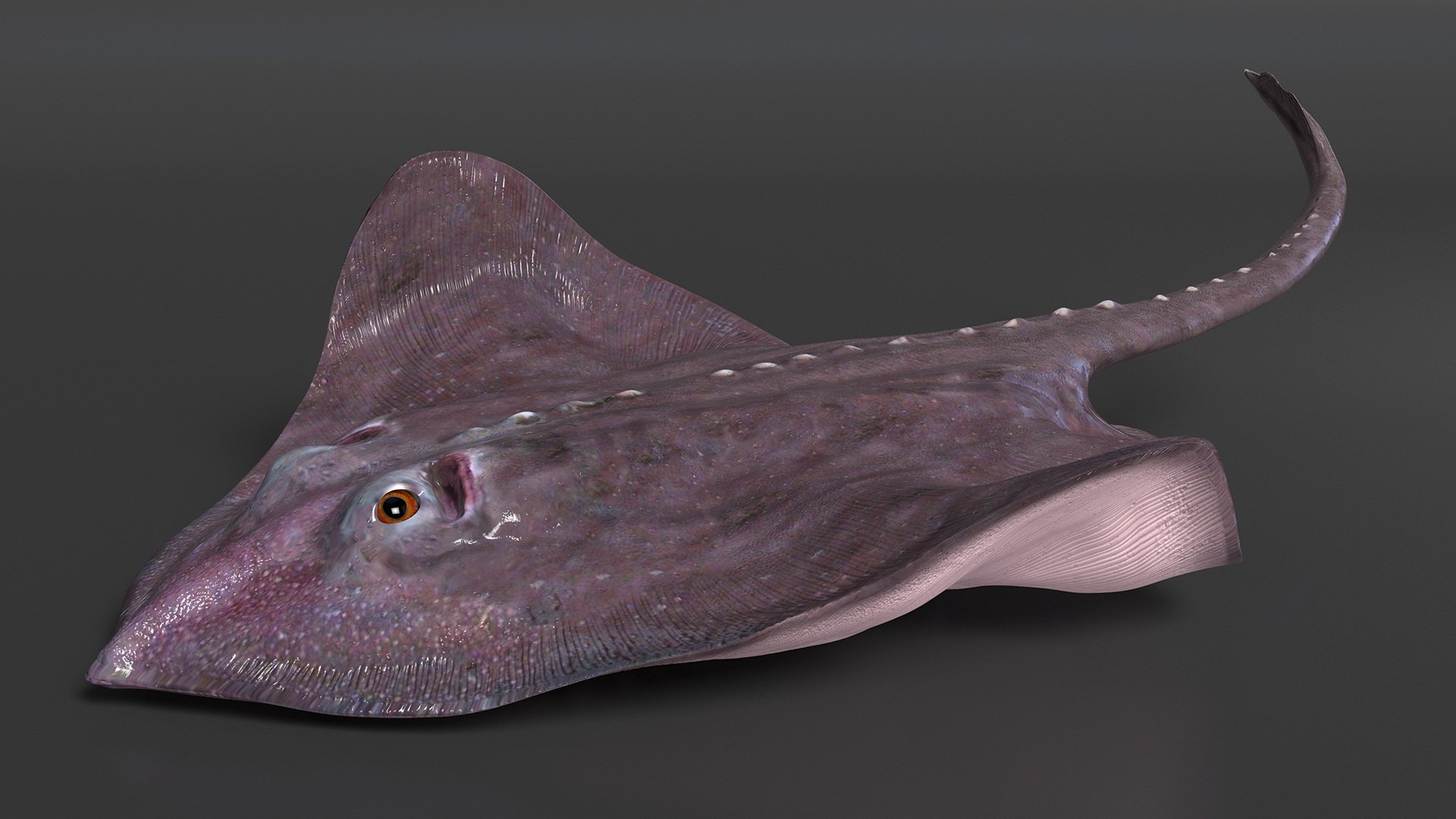 Gray Bathyraja Lindbergi Looking for Food 3D model https://p.turbosquid.com/ts-thumb/Fj/ieWNXu/aD/graybathyrajalindbergilookingforfoodvray3dmodel006/jpg/1723840435/1920x1080/fit_q87/778491638e633656d66a577777f060ac7f7a3751/graybathyrajalindbergilookingforfoodvray3dmodel006.jpg