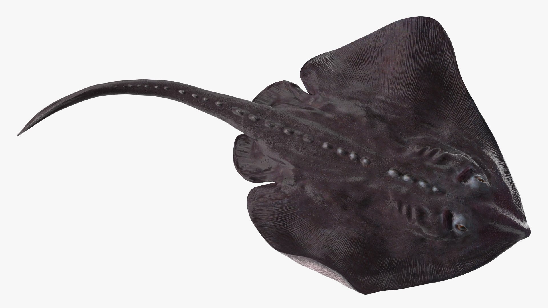 Gray Bathyraja Lindbergi Looking for Food 3D model https://p.turbosquid.com/ts-thumb/Fj/ieWNXu/ge/graybathyrajalindbergilookingforfoodvray3dmodel013/jpg/1723840463/1920x1080/fit_q87/b2cdc442709f25ce62bc4892a9500953666b20c6/graybathyrajalindbergilookingforfoodvray3dmodel013.jpg
