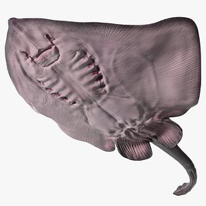 Gray Bathyraja Lindbergi Looking for Food 3D model