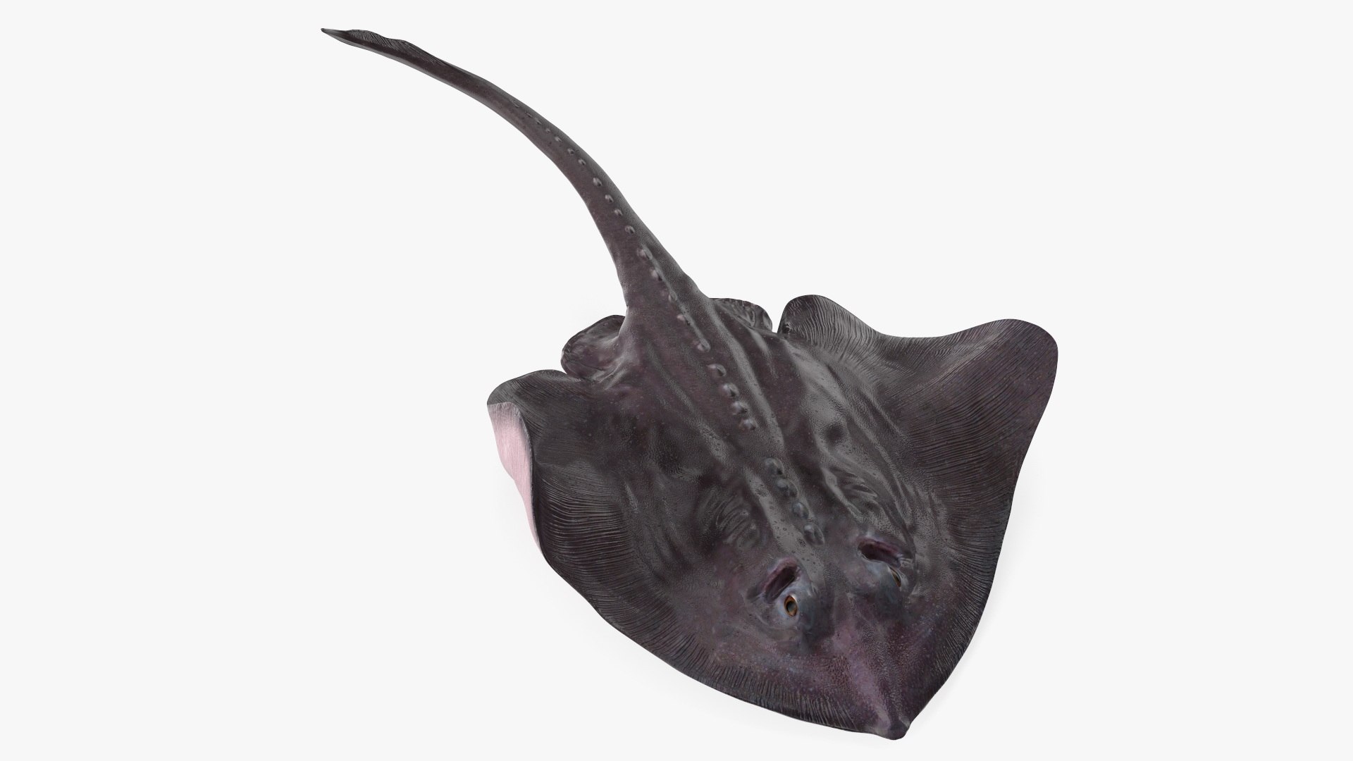 Gray Bathyraja Lindbergi Looking for Food 3D model https://p.turbosquid.com/ts-thumb/Fj/ieWNXu/k5/graybathyrajalindbergilookingforfoodvray3dmodel009/jpg/1723840447/1920x1080/fit_q87/3ab2f686fbb18e91b0302f94f6eab123663746ea/graybathyrajalindbergilookingforfoodvray3dmodel009.jpg