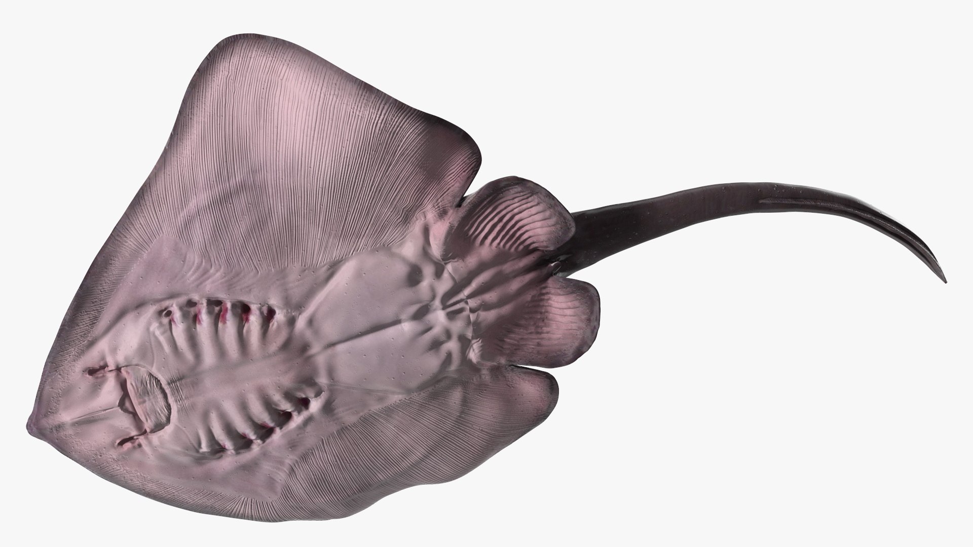 Gray Bathyraja Lindbergi Looking for Food 3D model https://p.turbosquid.com/ts-thumb/Fj/ieWNXu/nL/graybathyrajalindbergilookingforfoodvray3dmodel012/jpg/1723840459/1920x1080/fit_q87/52ce42368ca329aa3816fc74dd11d55c343ab190/graybathyrajalindbergilookingforfoodvray3dmodel012.jpg