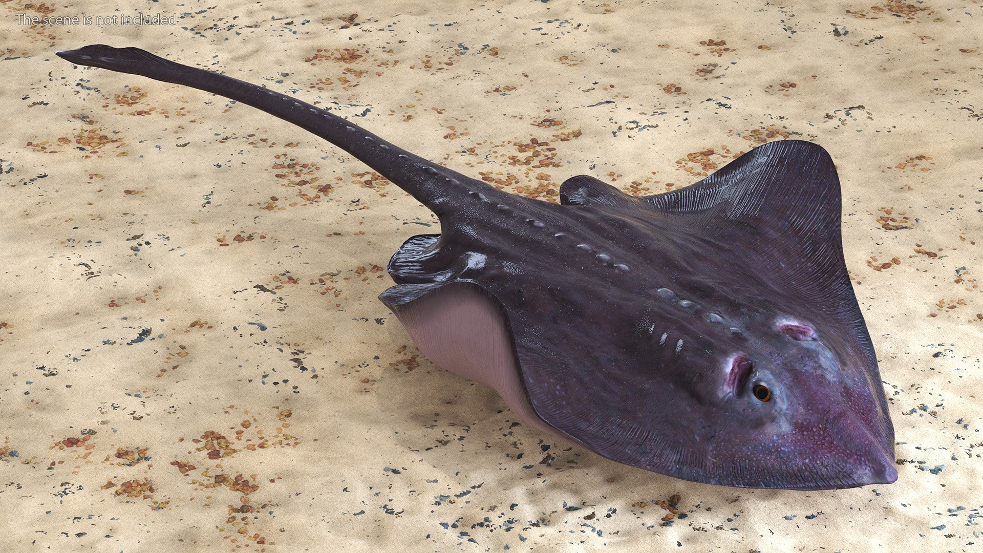 Gray Bathyraja Lindbergi Looking for Food 3D model https://p.turbosquid.com/ts-thumb/Fj/ieWNXu/og/graybathyrajalindbergilookingforfoodvray3dmodel003/jpg/1723840423/1920x1080/fit_q87/5004fdf158e8e7b8e85e7a522ddf93bb44898ba1/graybathyrajalindbergilookingforfoodvray3dmodel003.jpg