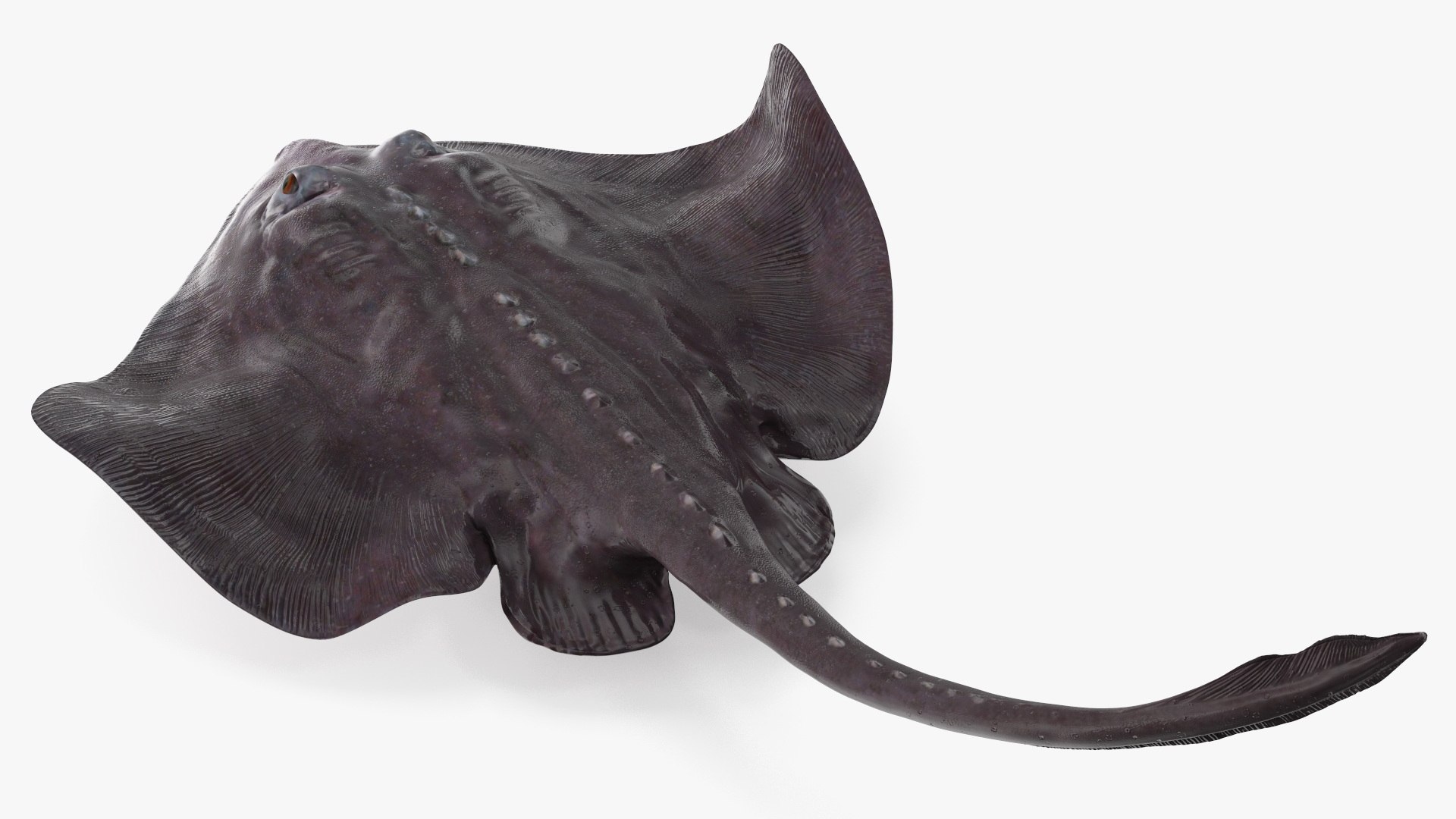 Gray Bathyraja Lindbergi Looking for Food 3D model https://p.turbosquid.com/ts-thumb/Fj/ieWNXu/qm/graybathyrajalindbergilookingforfoodvray3dmodel010/jpg/1723840451/1920x1080/fit_q87/b0b228fb2cdd012d3c7ec922b754b0f6254ad606/graybathyrajalindbergilookingforfoodvray3dmodel010.jpg