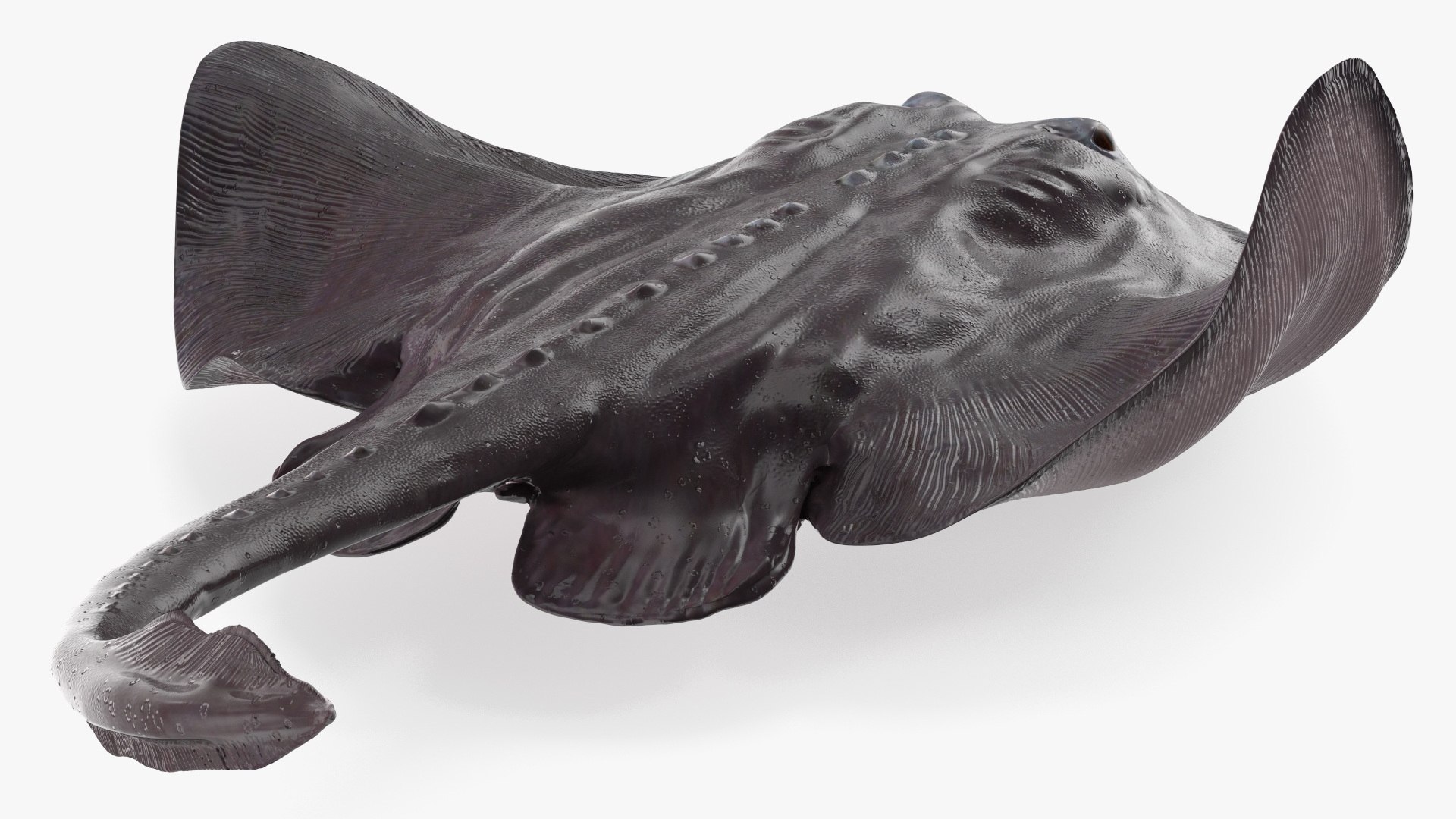 Gray Bathyraja Lindbergi Looking for Food 3D model https://p.turbosquid.com/ts-thumb/Fj/ieWNXu/se/graybathyrajalindbergilookingforfoodvray3dmodel011/jpg/1723840455/1920x1080/fit_q87/eb67f0730a750a7d03b9fc0e61c9791bfa03e14d/graybathyrajalindbergilookingforfoodvray3dmodel011.jpg