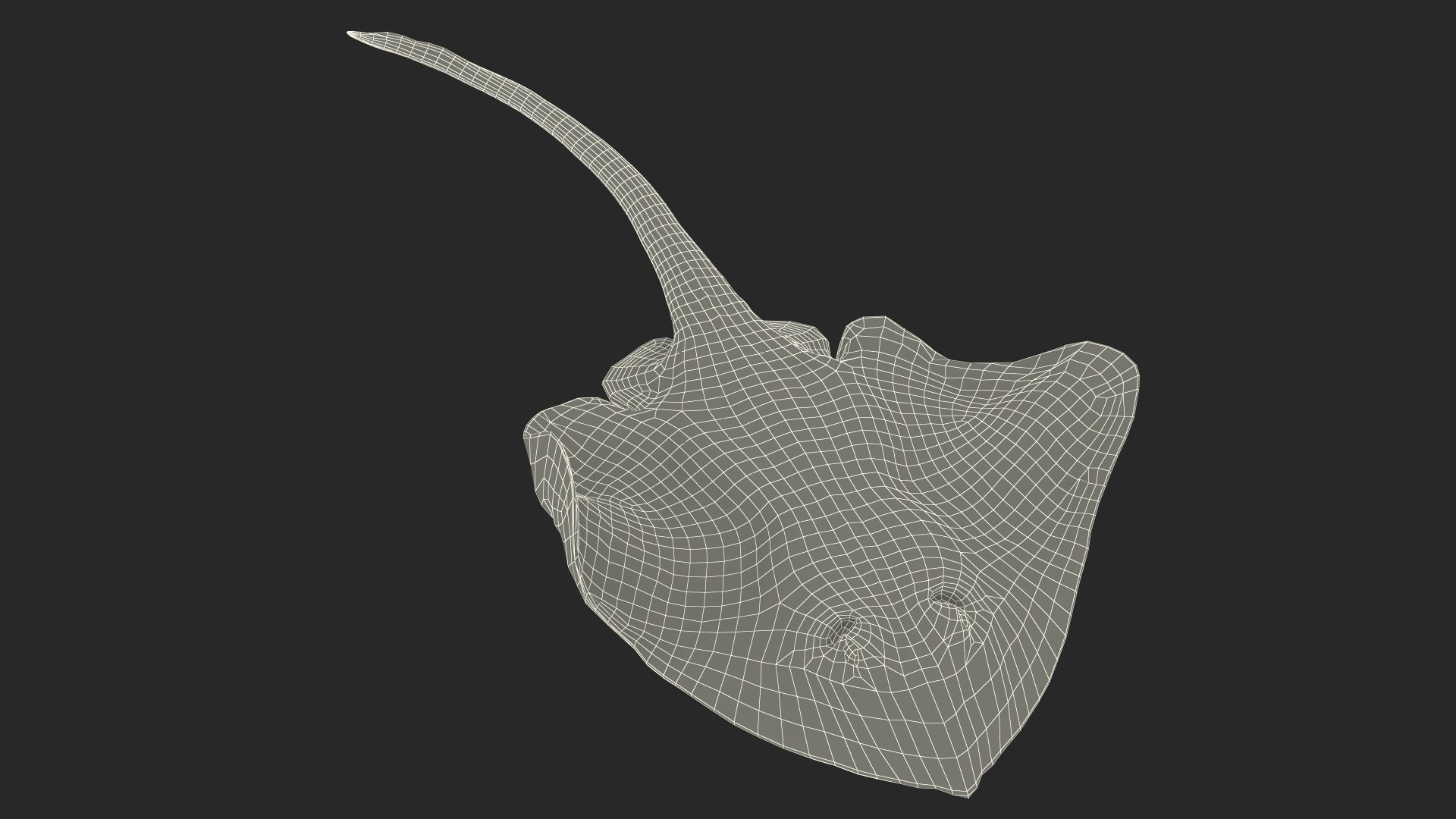 Gray Bathyraja Lindbergi Looking for Food 3D model https://p.turbosquid.com/ts-thumb/Fj/ieWNXu/zP/graybathyrajalindbergilookingforfoodvray3dmodel021/jpg/1723840494/1920x1080/fit_q87/d2424e18f37b816195a8720f0f3d7c1ce5d9a13e/graybathyrajalindbergilookingforfoodvray3dmodel021.jpg